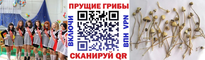 Галлюциногенные грибы прущие грибы  что такое   Елец 